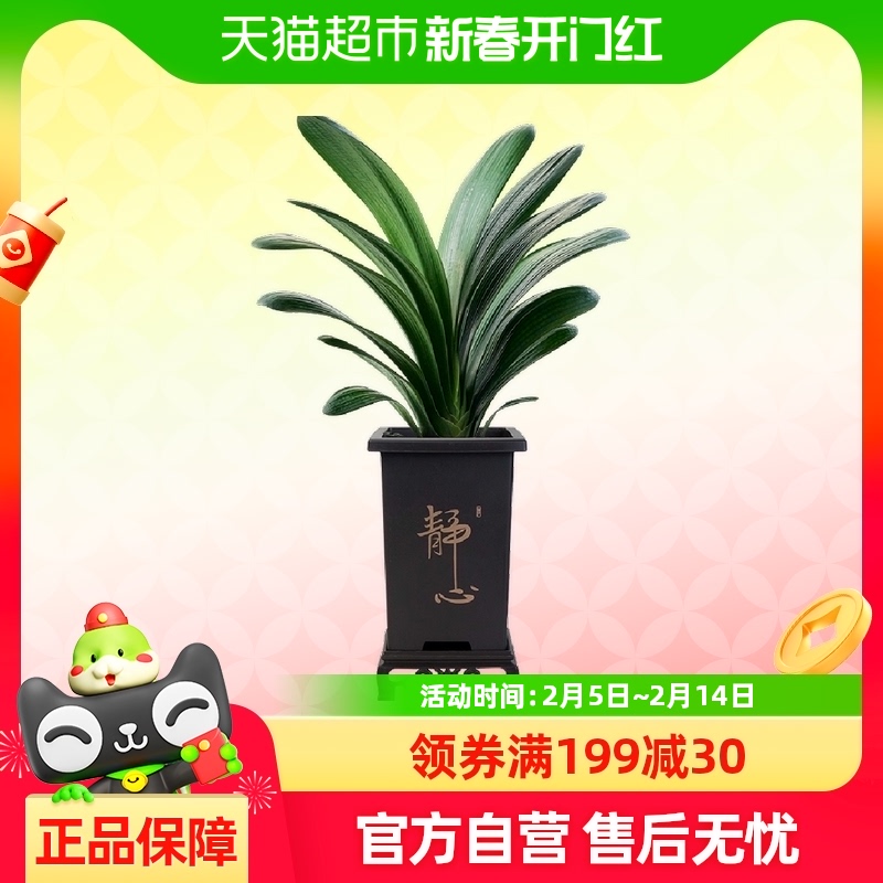 ɫž黨ļ辰ֲų́246.04Ԫ4(61.51Ԫ/88VIP 95)