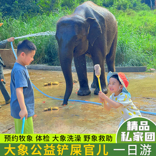 大象医生 暑假可约大象洗澡 雨林牧象 纳野象谷大象一日游 西双版