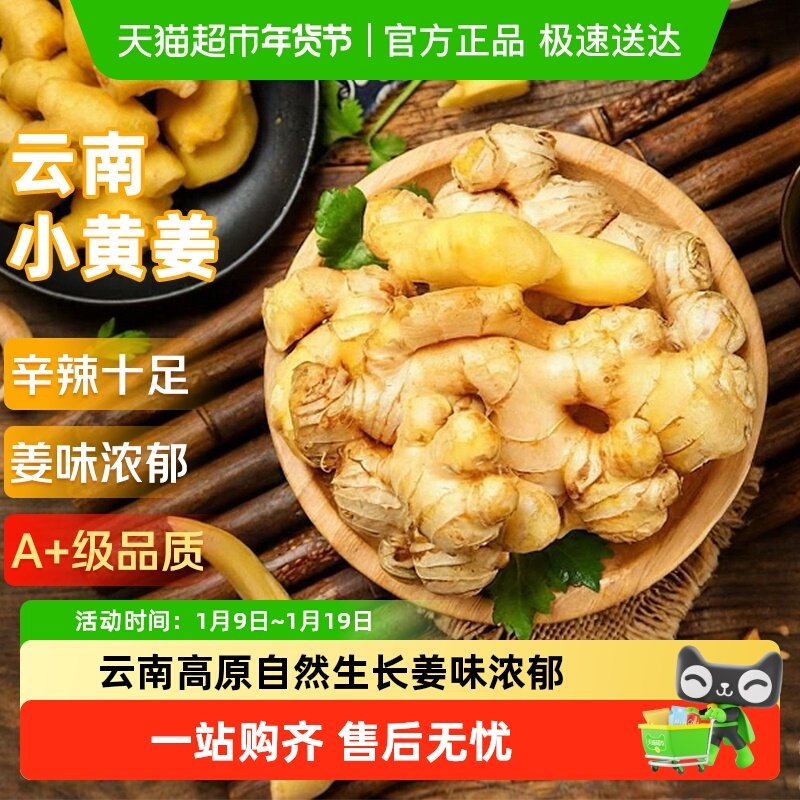 云南小黄姜红河新鲜生姜老姜现挖高山沙姜土姜种子蔬菜