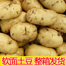 2025年东北新鲜土豆现挖当季 马铃薯黄皮黄心5斤带箱洋芋农家自种