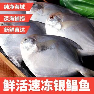 野生海捕银鲳鱼鲜活速冻冰鲜新鲜速冻鲳鱼新鲜银鲳鱼整箱