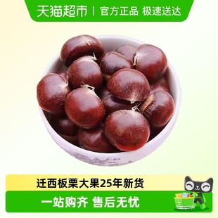 迁西板栗大果25年新货现摘正宗生新鲜栗子河北板栗油栗