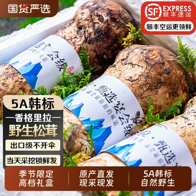 正宗香格里拉新鲜松茸官方旗舰店