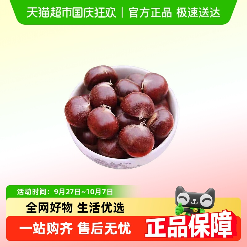 迁西板栗正宗油栗新鲜生栗子