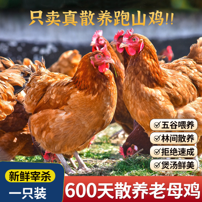 新鲜老母鸡农家散养土鸡笨鸡孕妇月子煲汤草鸡跑山鸡生鲜鸡肉