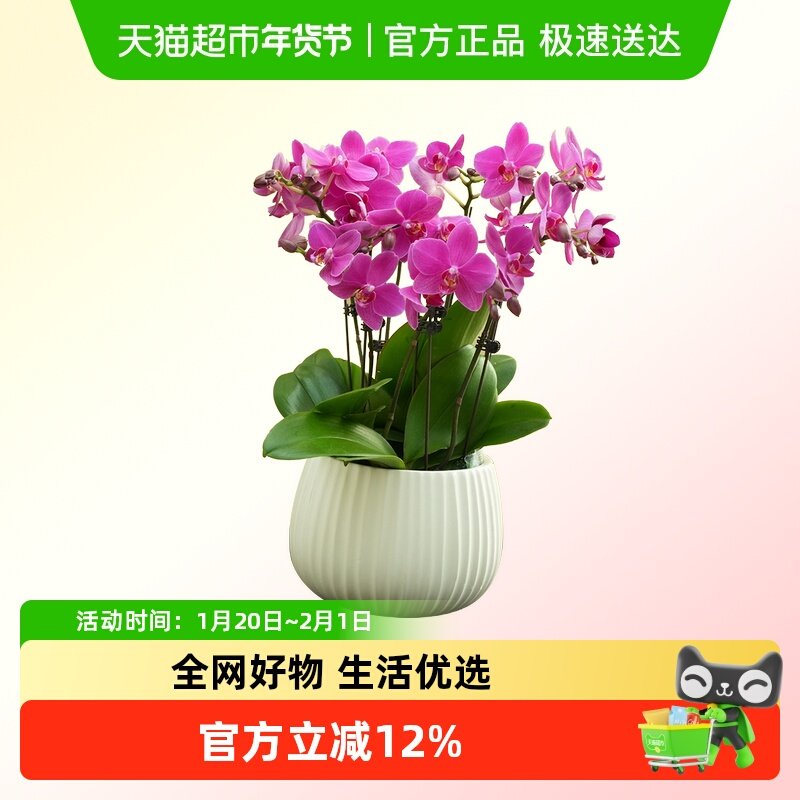 蝴蝶兰花苗盆栽室内观花植物桌面阳台年宵花卉四季开花绿植花卉,鲜花速递/花卉仿真/绿植园艺,国兰/杂交兰/洋兰类,淘宝优惠券,粉丝福利购,淘宝优惠卷