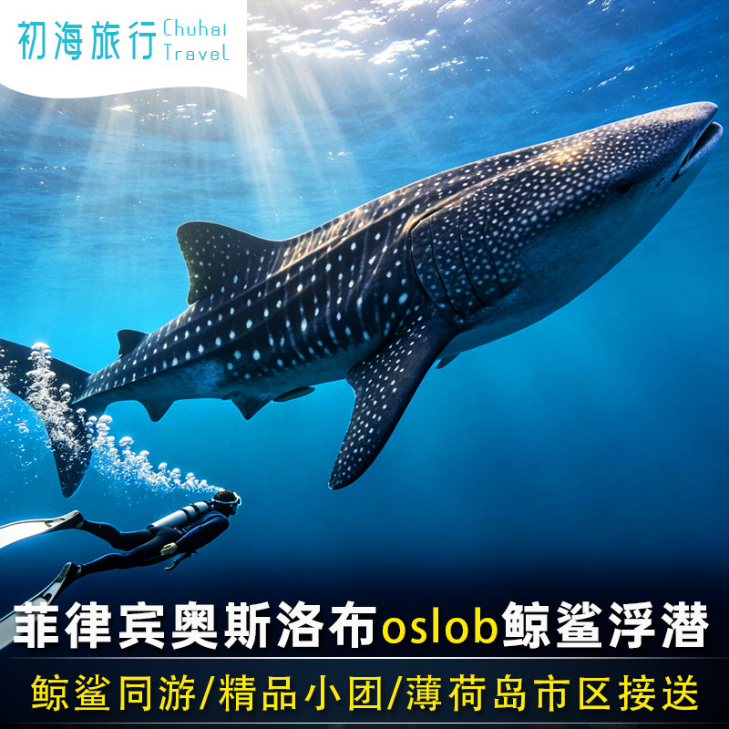 菲律宾薄荷岛出发鲸鲨奥斯洛布浮潜一日游中英文导游陪同午餐可选
