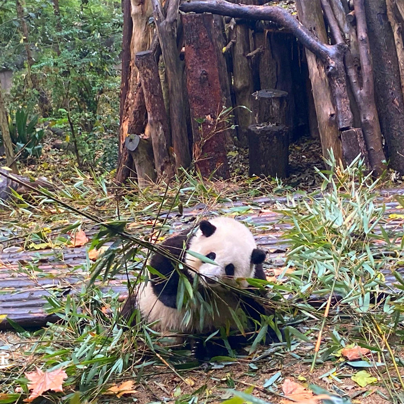 重庆四川深度6日跟团游大熊猫基地三星堆武侯祠长江索道洪崖洞