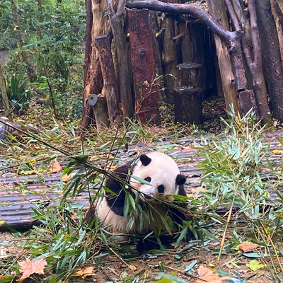 重庆四川深度6日跟团游大熊猫基地三星堆武侯祠长江索道洪崖洞
