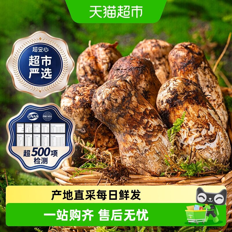 菇朵朵云南野生新鲜松茸产地直采图片