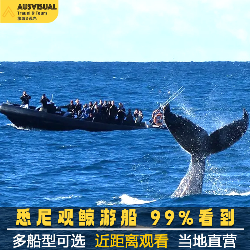 悉尼观鲸游船