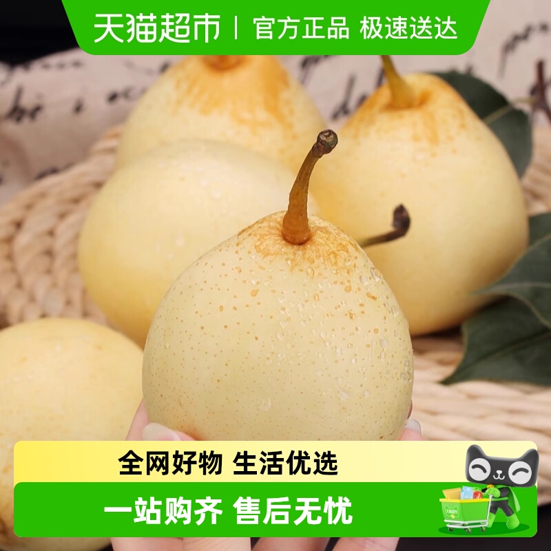 新鲜河北大果皇冠梨