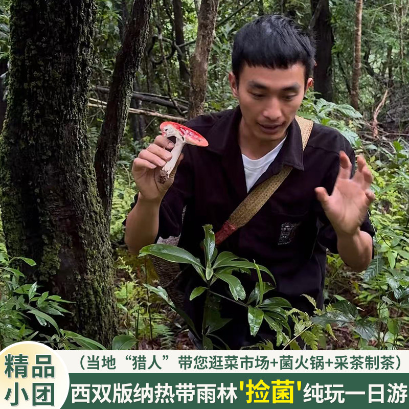 西双版纳大渡岗捡菌体验科普小团一日游 菜市场奇猎 野生菌火锅