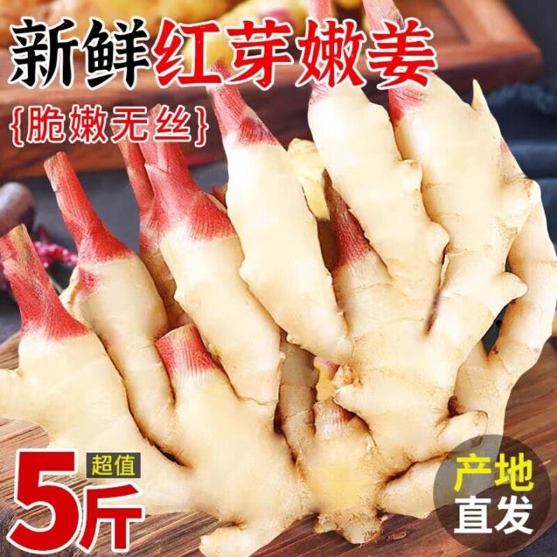 现挖山东辛辣红芽姜仔姜生姜鲜嫩姜新鲜姜芽做泡糖醋姜小黄姜