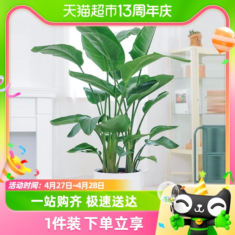 一站购齐大型绿植带小绿植