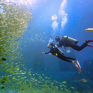大门票成人票 大门票 深圳小梅沙海洋世界