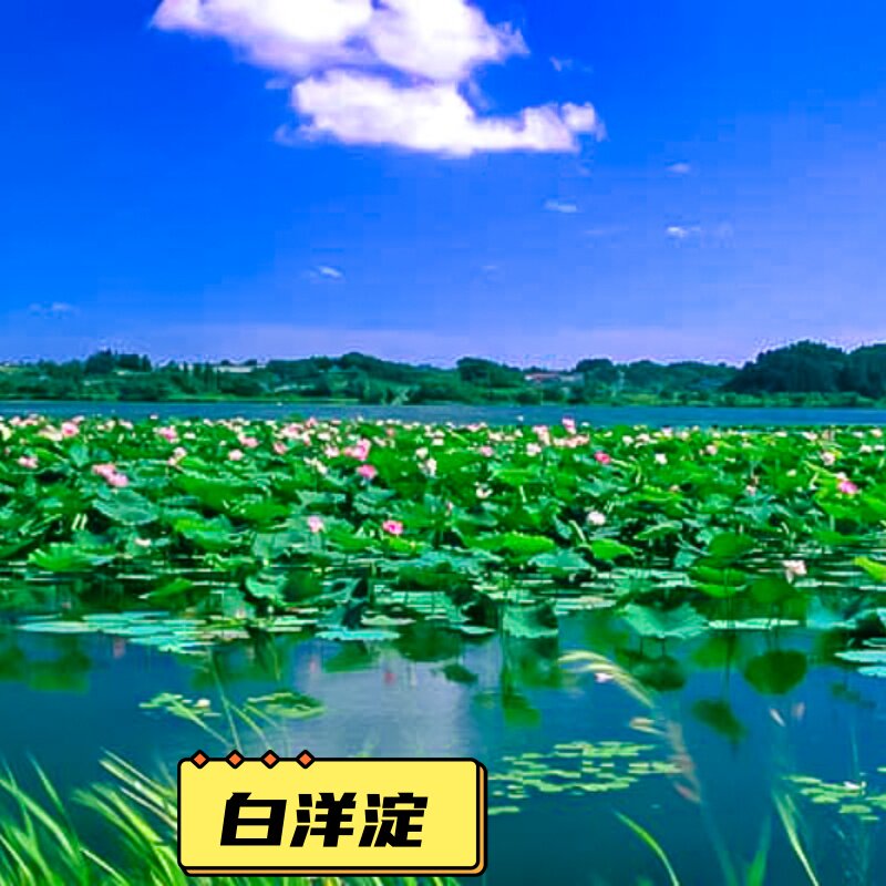 白洋淀一日游