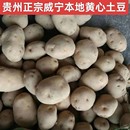 贵州黄皮中果土豆老品种黄心新鲜洋芋马铃薯高山农自种现挖蔬菜