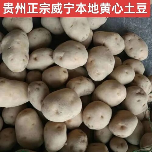 贵州黄皮中果土豆老品种黄心新鲜洋芋马铃薯高山农自种现挖蔬菜