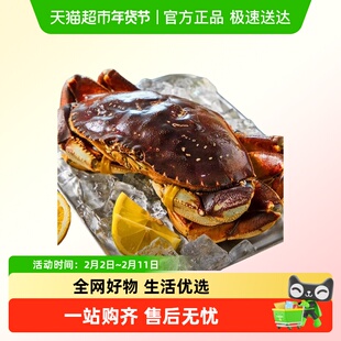 烁奢鲜 鲜活珍宝蟹太子蟹（1.3-1.5斤/只）包鲜不包活