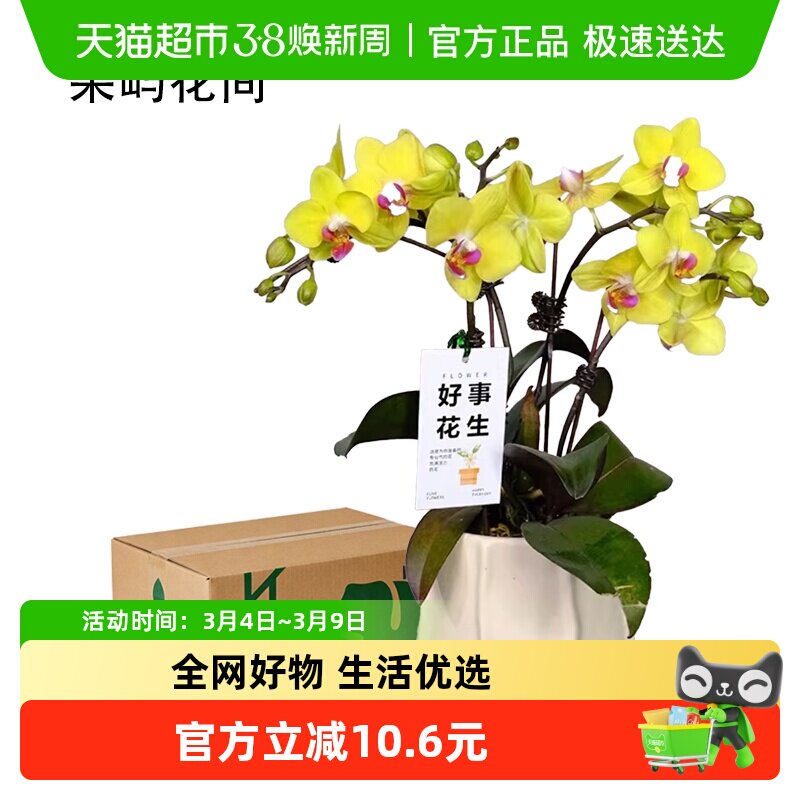 蝴蝶兰花苗带花剑带花苞盆栽兰花大苗客厅室内植物花卉