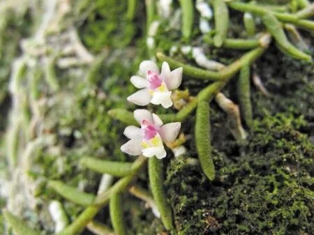 金华迷你蜈蚣兰6-8苗