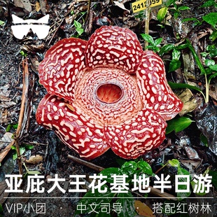 懒猫旅行 马来西亚沙巴大王花基地保护区半日可搭配红树林一日游