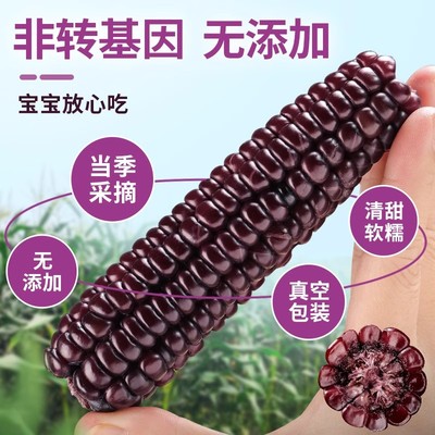 西双版纳拇指紫糯玉米新鲜当季甜糯玉米棒健身代餐真空装