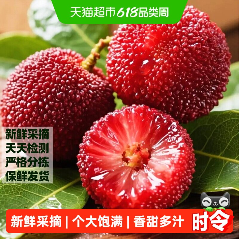浙江仙居杨梅新鲜东魁杨梅鲜果孕妇水果整箱现摘现发乒乓球果