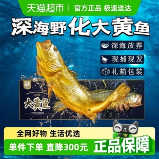 2斤高端禮盒裝 閩峽深海野化大黃魚(yú)2只每只1.8 冷凍黃花魚(yú)新鮮海捕