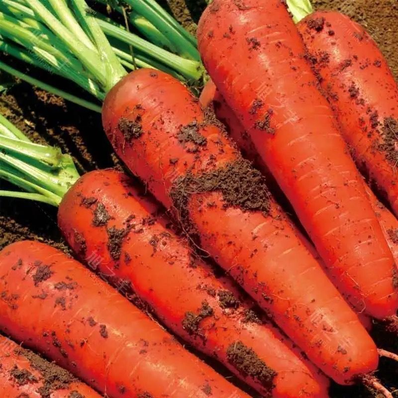 农家自种红胡萝卜夏秋季耐热寒水果蔬菜萝卜生吃脆甜红萝卜