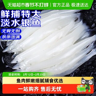 青岛大银鱼新鲜冷冻面条鱼白饭鱼宝宝银鱼