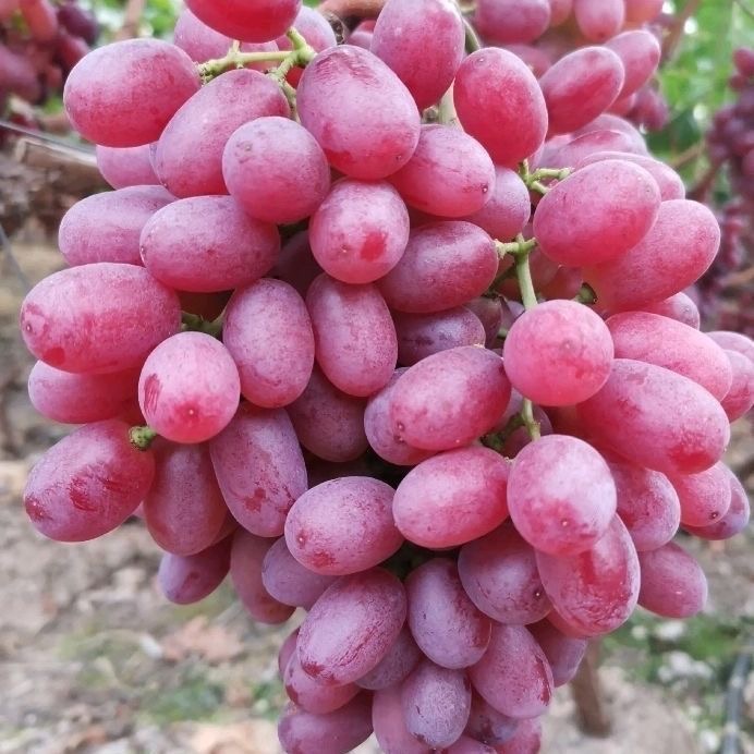 顺丰包邮新鲜现摘无籽克轮生脆甜可口应季水果提子葡萄