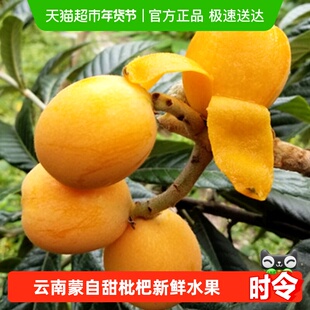 云南蒙自甜枇杷新鲜水果当季大果高山现摘整箱琵琶水果