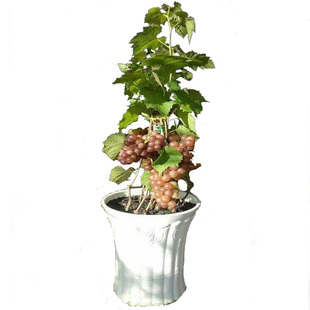 甜蜜蓝宝石葡萄苗阳光玫瑰户太八号树苗南方北方种植品种当年结果