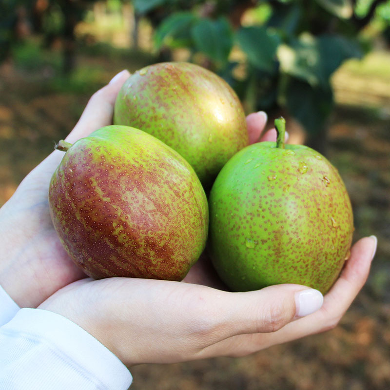 整箱香梨新鲜水果当季现摘现发酥梨青皮梨红香酥梨