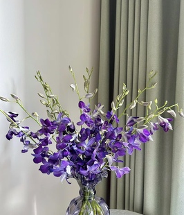 不售后，星带路洋兰1扎10支，购买3单包邮