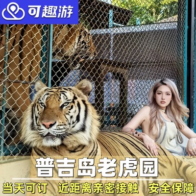 可趣游 普吉岛老虎园Tiger Park摸老虎幼萌虎小老虎公园 亲子旅游