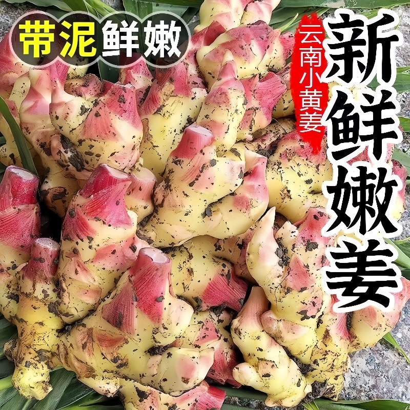 云南新鲜嫩仔姜子脆嫩红芽嫩姜嫩生姜糖醋泡姜农家自种新鲜发货