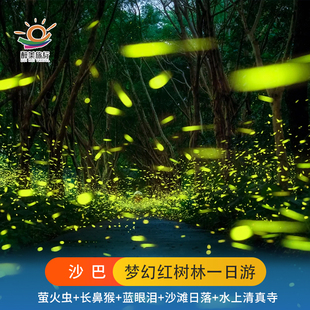 沙巴红树林大王花萤火虫一日游亚庇Kawa天空之境日落桨板美人鱼岛