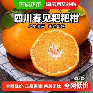 柠满园正宗四川眉山春见耙耙柑当季新鲜水果应季桔子粑粑柑橘子
