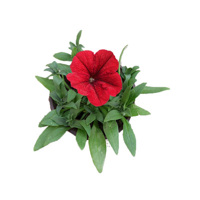 盆栽矮牵牛庭院花镜植物