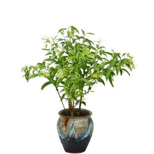 夜来香花苗盆栽阳台庭院夏季驱蚊香草树苗夜来香植物花卉当年开花