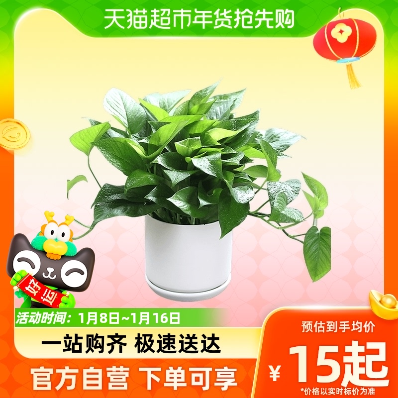 【单品包邮】小绿萝盆栽植物吸甲醛室内盆景花卉净化空气绿植