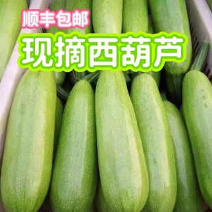 蔬菜菜园子现摘美味时令蔬菜新鲜 山东西葫芦新鲜当季 顺丰 包邮