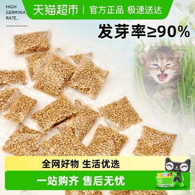 CrazyHost/疯狂的主人猫草种子