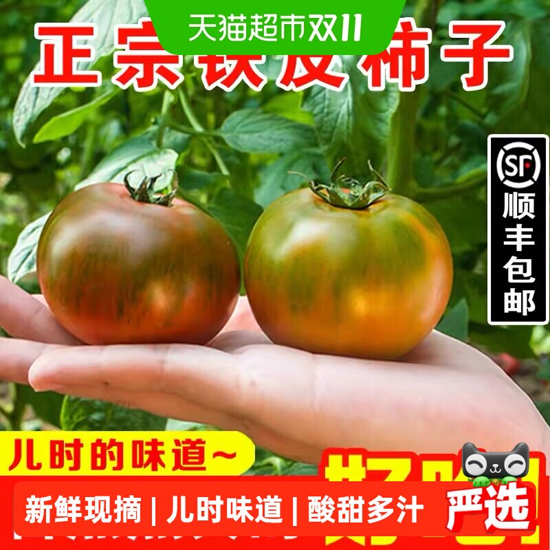 正宗铁皮柿子碱地种植绿腚番茄新鲜现摘自然熟水果西红柿草莓番茄