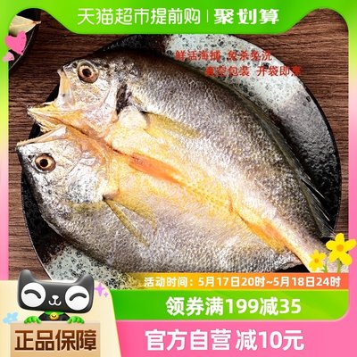 闽峡三去黄鱼鲞5只/箱新鲜冷冻