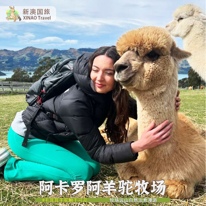 新澳国旅 新西兰旅游 阿卡罗阿shamarra莎玛拉羊驼农场 基督城