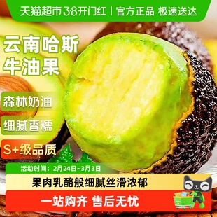云南哈斯牛油果应当季新鲜水果整箱特大果孟连非即食鳄梨孕妇